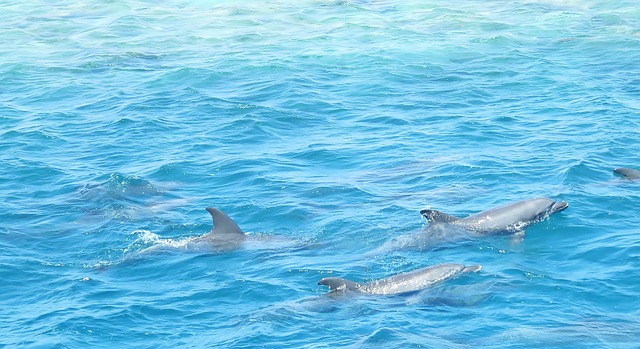 Delfin Schule