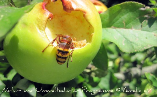 Wespe im Apfel