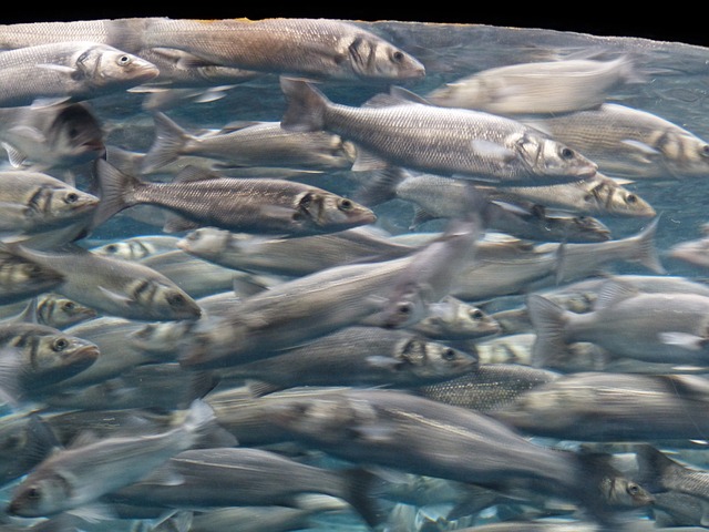 Fisch - Sardinen