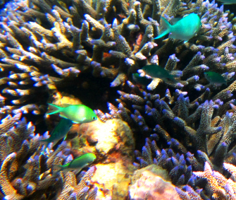 Fische und Korallen im Meer beim Schnorcheln fotografiert