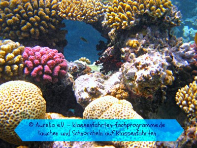 Korallen im Meer
