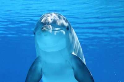 Delfin (Claudia14-pixabay)