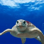 Schildkröte (tpsdave-pixabay)