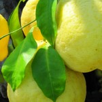 Zitronen in Italien - auf Klassenfahrten mit dem Chemie LK untersuchen