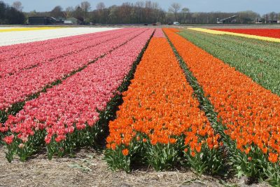 Tulpenfeld. Klassenfahrt Amsterdam zum weltgrößten Handesplatz für Blumen